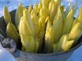 Growing Endive